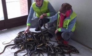 Iz šahtova u fabrici izvukli 50 zmija, pustit će ih na slobodu