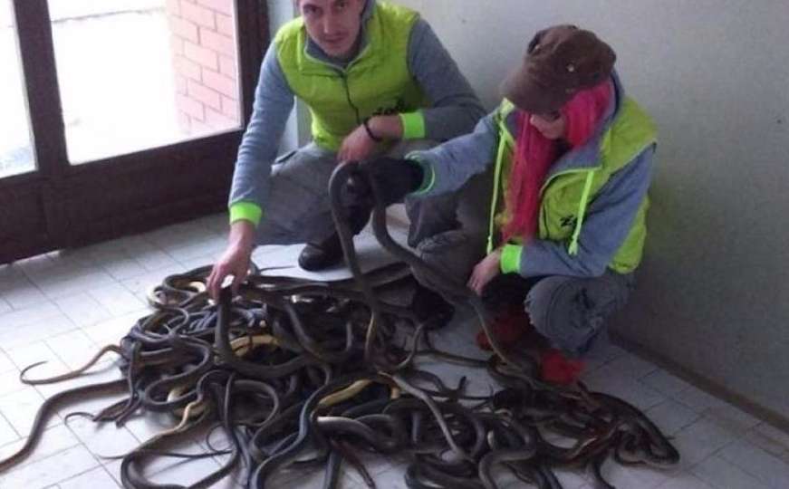 Iz šahtova u fabrici izvukli 50 zmija, pustit će ih na slobodu