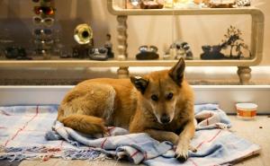 Dogs Trust: Akcija pomoći psima lutalicama u zimskim danima