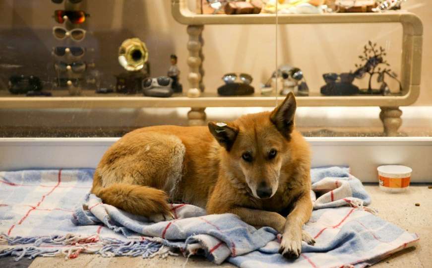 Dogs Trust: Akcija pomoći psima lutalicama u zimskim danima