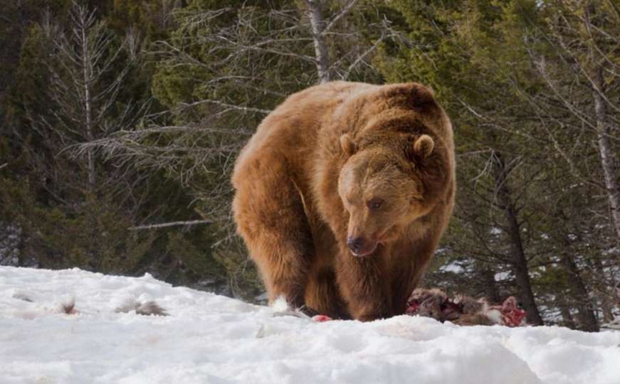 Iako zaštićeni: Određen odstrijel 93 medvjeda, a i vuku se loše piše