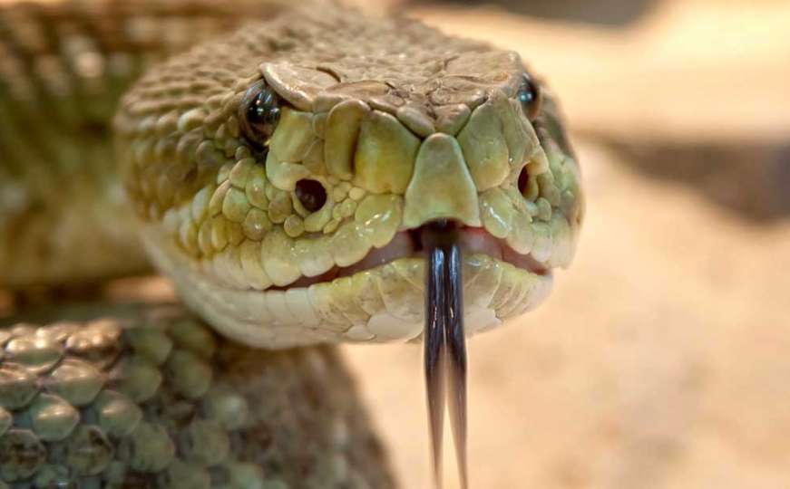 Šta kap zmijskog otrova čini ljudskoj krvi