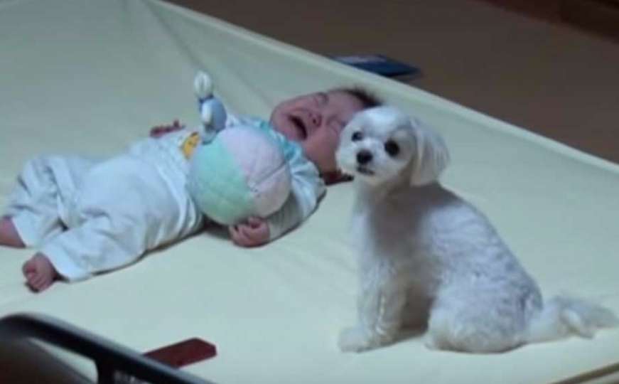 Ovaj pas zna kako smiriti uplakanu bebu