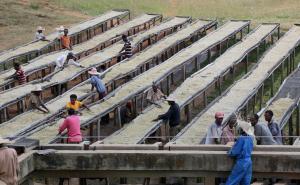 Put omiljenog crnog napitka: Od male plantaže do šoljice kafe