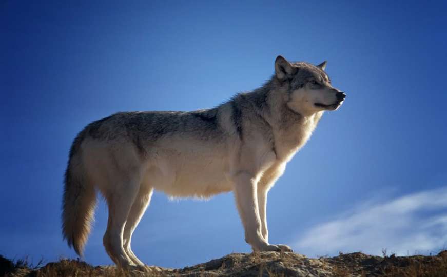 Nevjerovatna priča: PTSP i anoreksiju je izliječila druženjem sa vukovima