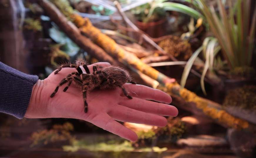 Prijedorčanin ima neobičan hobi: Skuplja tarantule, proizvodi crve i bube