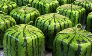 Najluđi japanski izumi ikad: Kockaste lubenice i masažer za grudi