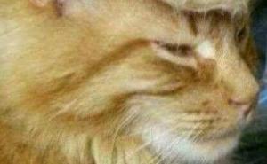 Ma je li to... ko je to: Na koga vam liči ova mačka?