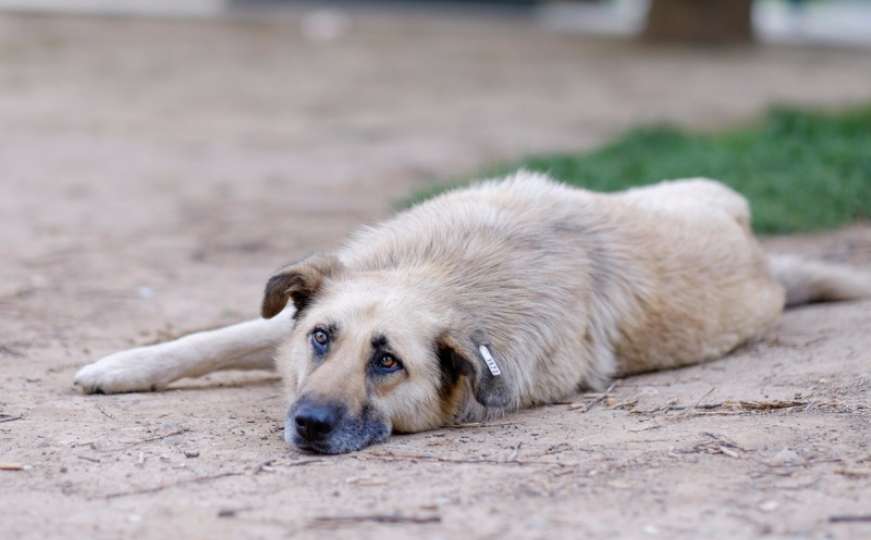 Dogs Trust: Osuđujemo brutalni čin trovanja pasa u Zenici 