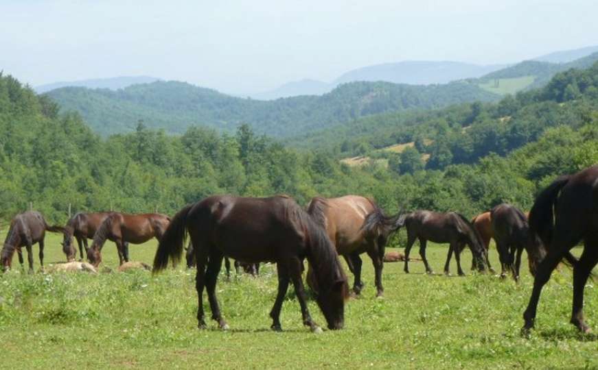 Za spas bosanskog brdskog konja - Prije rata 20.000 grla, sada samo 3.000