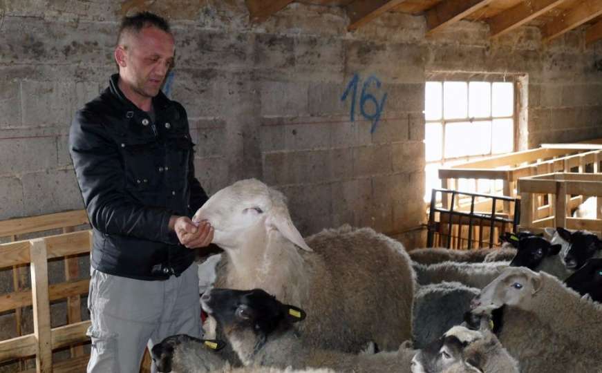 U Bosni uzgaja najplodnije ovce na svijetu: Hrane ima u izobilju 