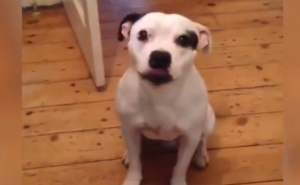 Kada želi napolje ovaj pas sam sprema stvari...