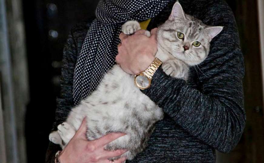 Rus prodao mačka "s natprirodnim moćima" za 153.000 KM
