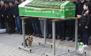 Turska: Vjerni pas Cesur ne želi napustiti mezar svog vlasnika