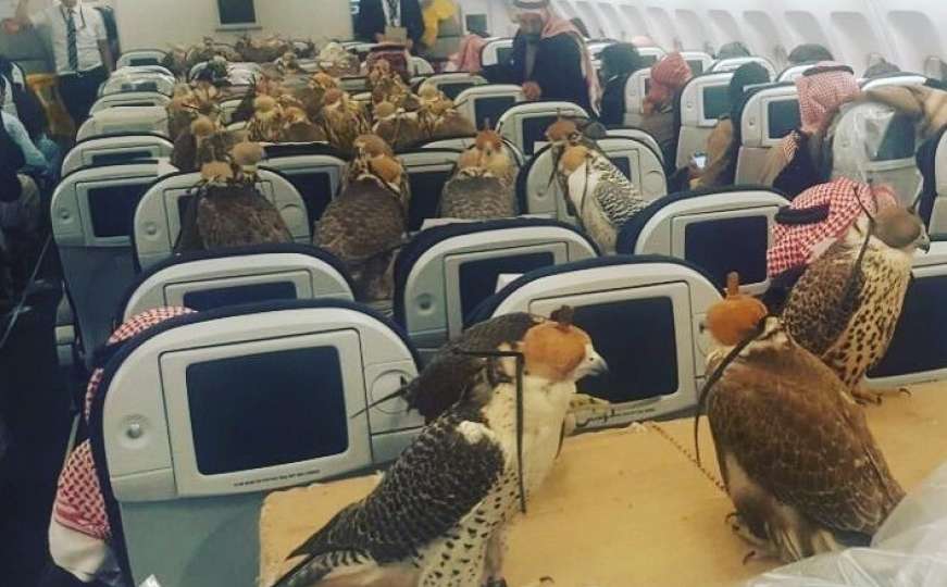 Saudijski princ platio avionske karte za svojih 80 sokolova