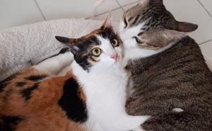 Ove preslatke mace dokaz su da nikad ne treba odustati od života