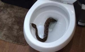 Najgora noćna mora: Pozvali inspekciju zbog zmije u toaletu pa pronašli leglo