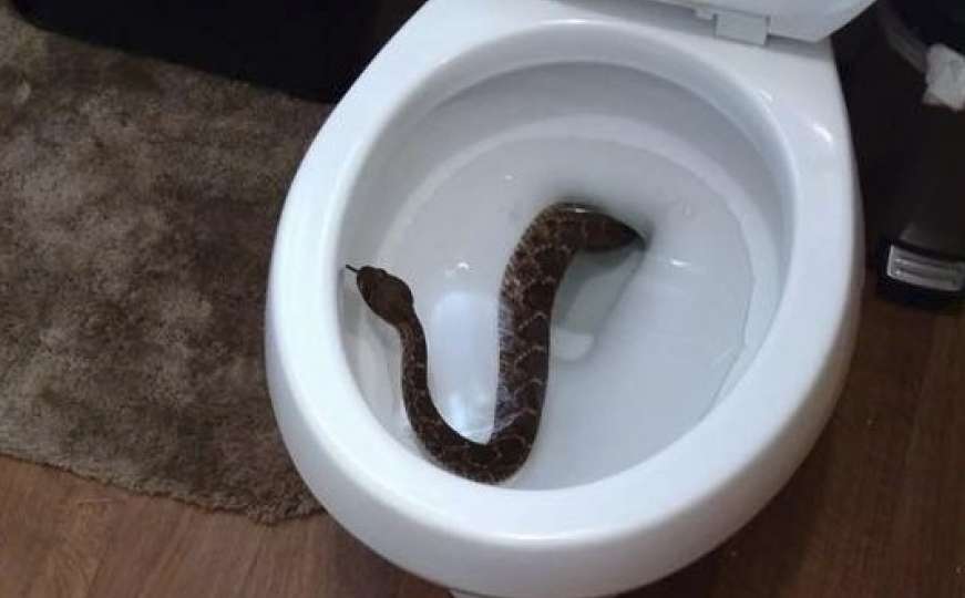 Najgora noćna mora: Pozvali inspekciju zbog zmije u toaletu pa pronašli leglo