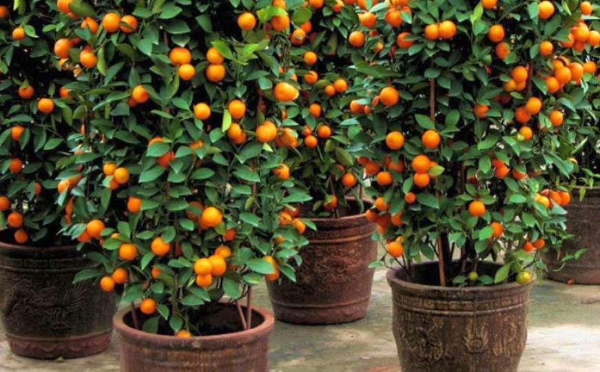 Genijalno: Sami uzgojite sobno drvo narandže