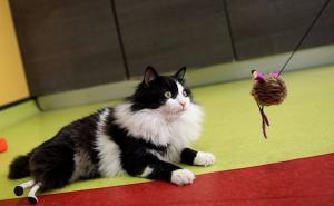 Ovoj maci bile su amputirane noge: Danas ponovo može hodati