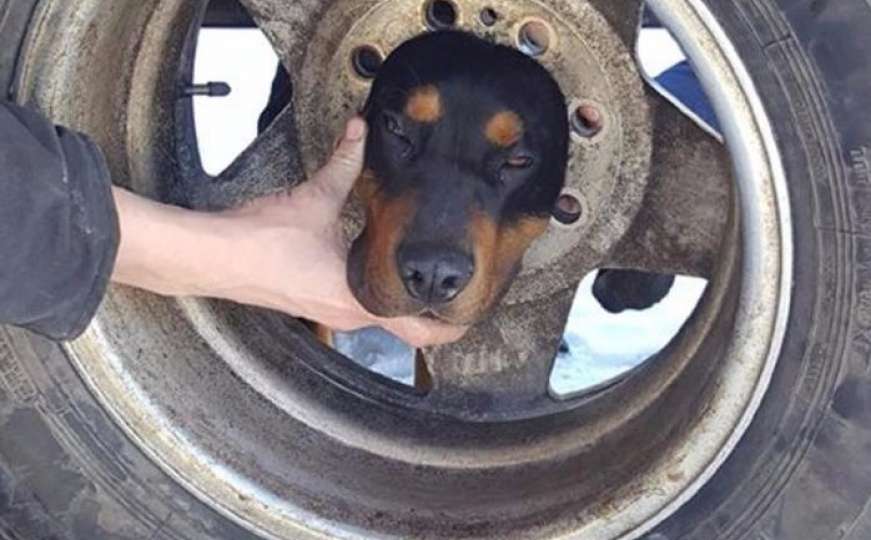 Vatrogasci spasili psa koji je zaglavio u točku 