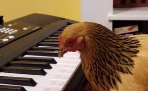 Ova kokoš toliko voli SAD da svira patriotsku pjesmu
