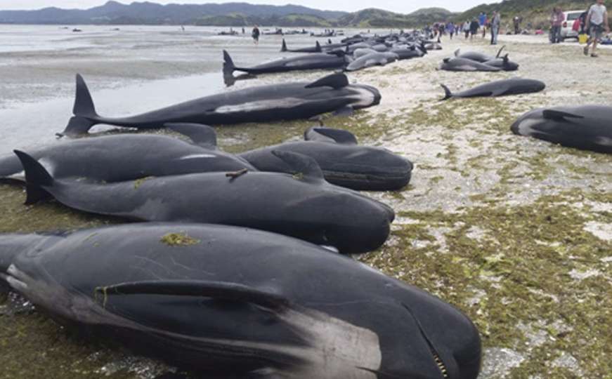 Strava na Novom Zelandu: Stotine kitova se nasukalo na obalu