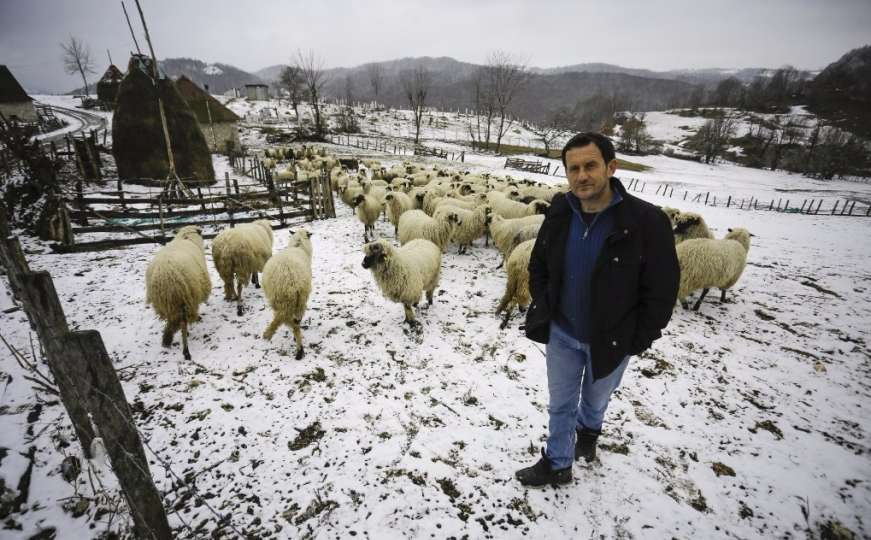 Uzgaja 300 ovaca: S fakultetske diplome samo obriše prašinu