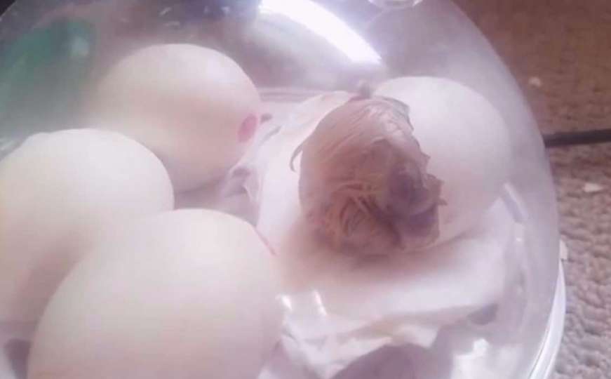 Na kameri zabilježeno izlijeganje pileta iz jajeta