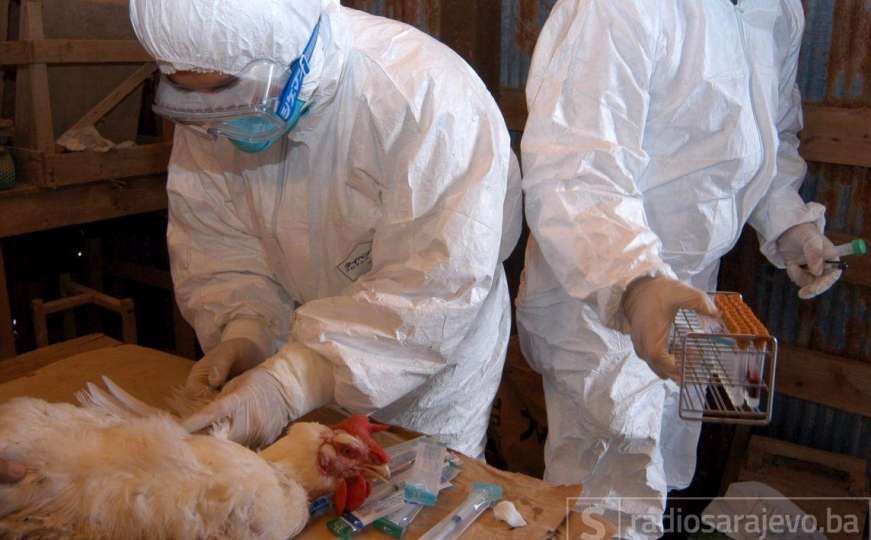 Očekuje se potvrda da li je u prijedorskim Tukovima u pitanju virus H5N8