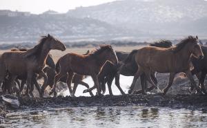 Divlji konji atrakcija za fotografe iz cijelog svijeta