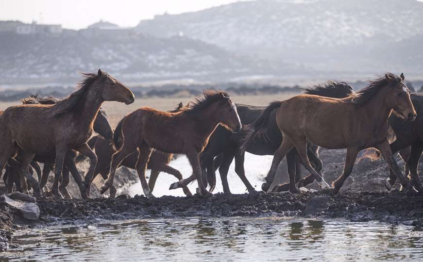 Divlji konji atrakcija za fotografe iz cijelog svijeta