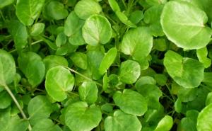 Kažu da ova zaboravljena biljka liječi sve, od srca do slabe kose