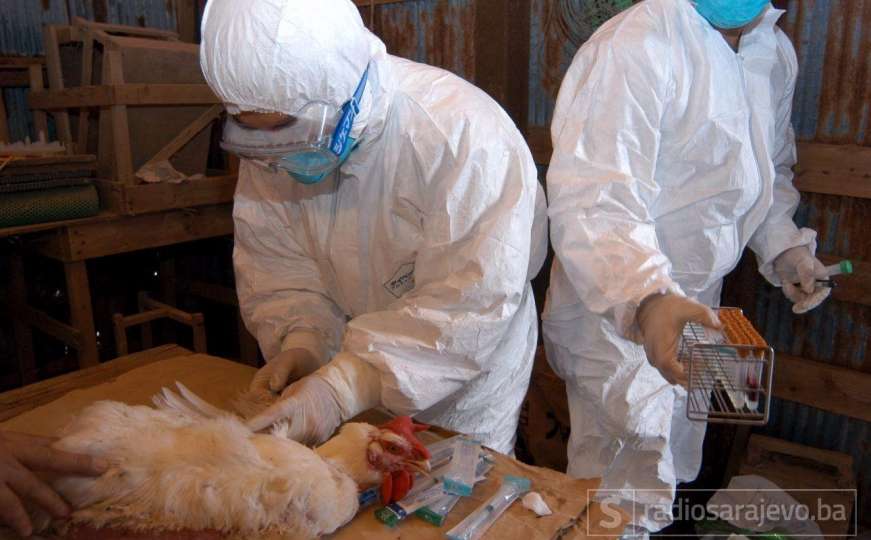 U Prijedoru nema novih slučajeva ptičije gripe