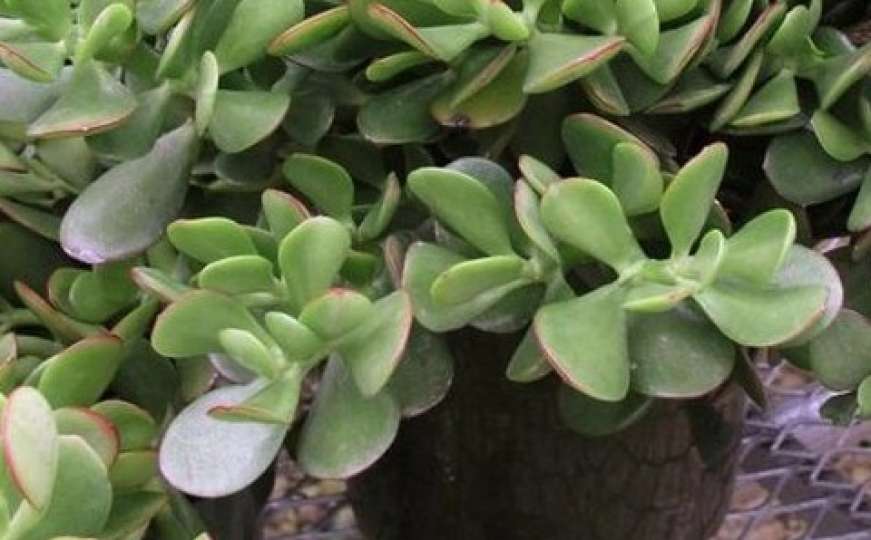Zelena ljepotica: Vjeruje se da ova biljka privlači novac i dobru energiju