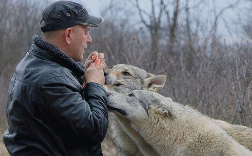 To je ljubav prema životinjama: Porodica Ismaili pripitomila tri vuka