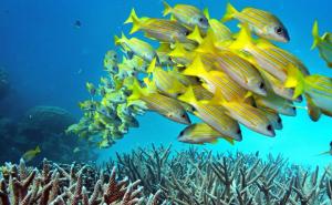 Veliki koraljni greben u Australiji umire...