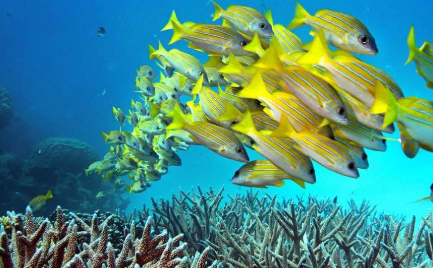 Veliki koraljni greben u Australiji umire...