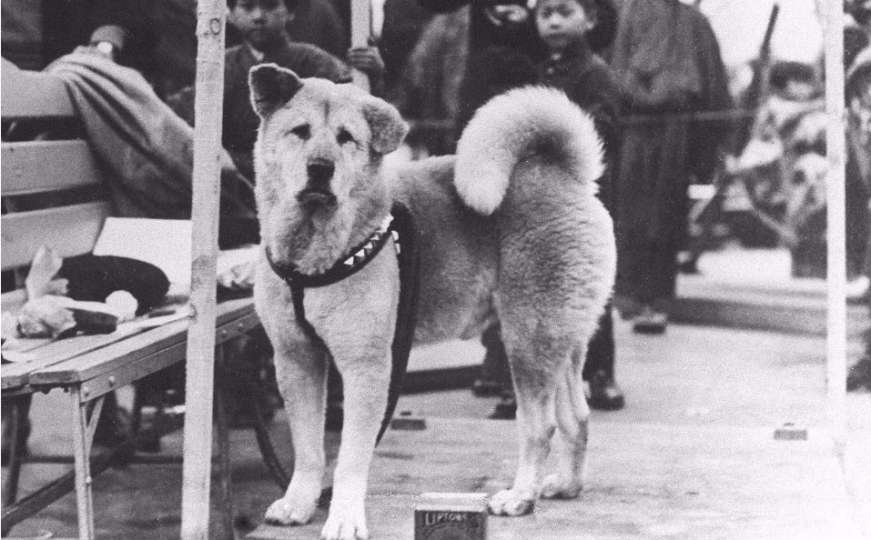 Vjerni pas Hachiko: Do kraja života čekao svog vlasnika na ulici
