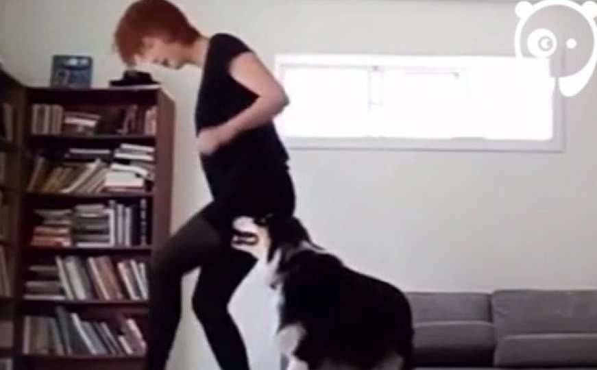 Pas koji je naučio plesati irski ples