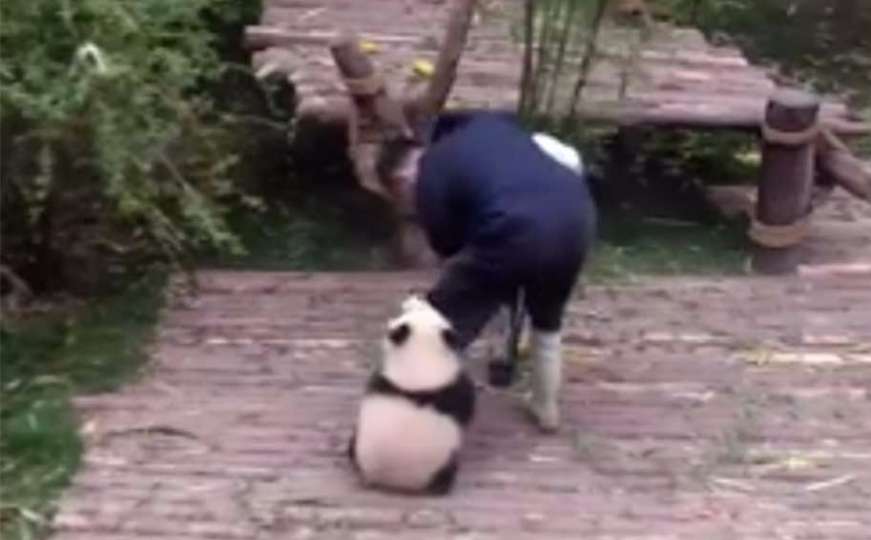 Beba panda će sve uraditi da natjera čovjeka na igru