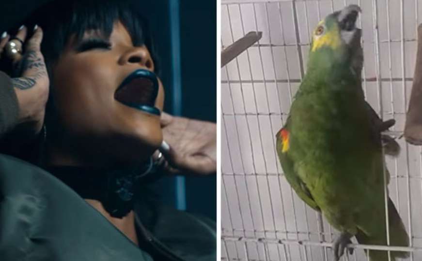 Čujemo li dobro: Ovaj papagaj pjeva kao Rihanna