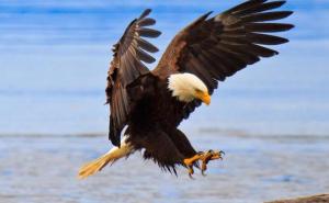 Orlovi protiv dronova: Kako izgleda borba na nebu