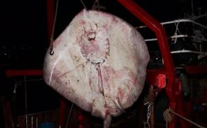 Ribari iz Jadrana izvukli grdosiju od četiri metra