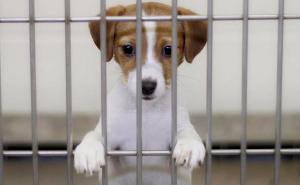 San Francisco zabranio prodaju ljubimaca koji nisu spaseni sa ulice