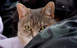 Ako imate crvenu ili crnu posteljinu, ODMAH je promijenite!