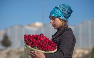 Rijetka crna ruža bit će uzgajana u staklenicima i plasirana širom svijeta