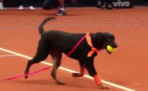 Svaka čast: Psi lutalice opet skupljaju loptice na teniskom turniru u São Paulu