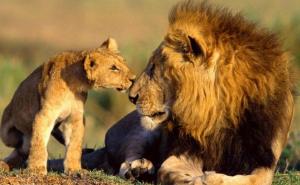 Do sredine stoljeća nestat će polovina vrsta na planeti