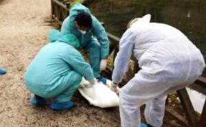 Nakon pojave ptičje gripe: Uzeti uzorci od labudova s Vrela Bosne
